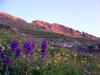 Alpine glow and wildflowers on Maroon Peak's eastern slopes....