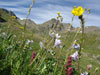 Wildflowers in American Basin....